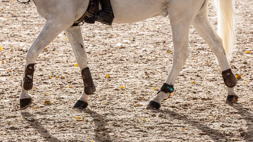 Hípica, en el Real Club de Campo Villa de Madrid. Foto: Miguel Ángel Ros / CCVM