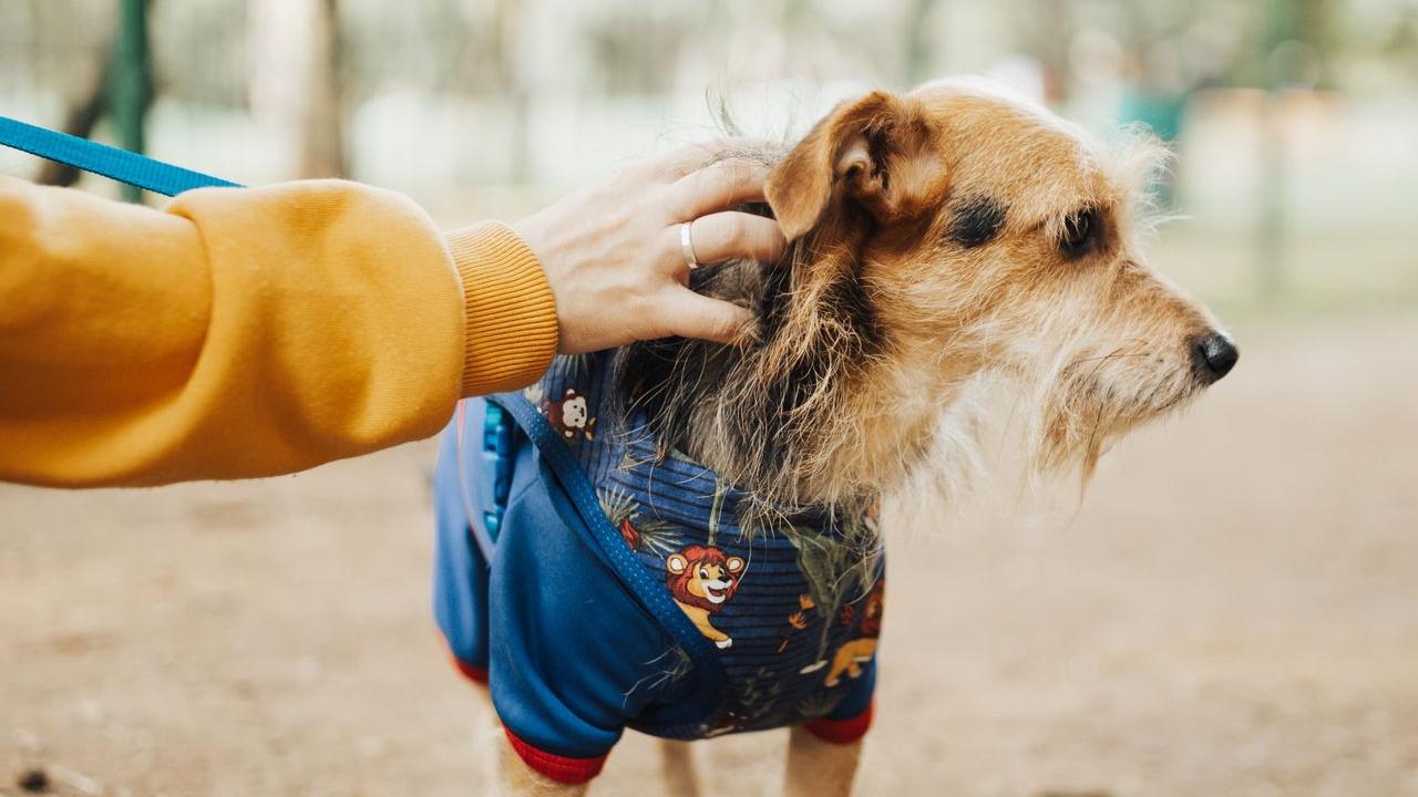Una mano de una persona acaricia a un perro. Foto: Matheus Bertelli