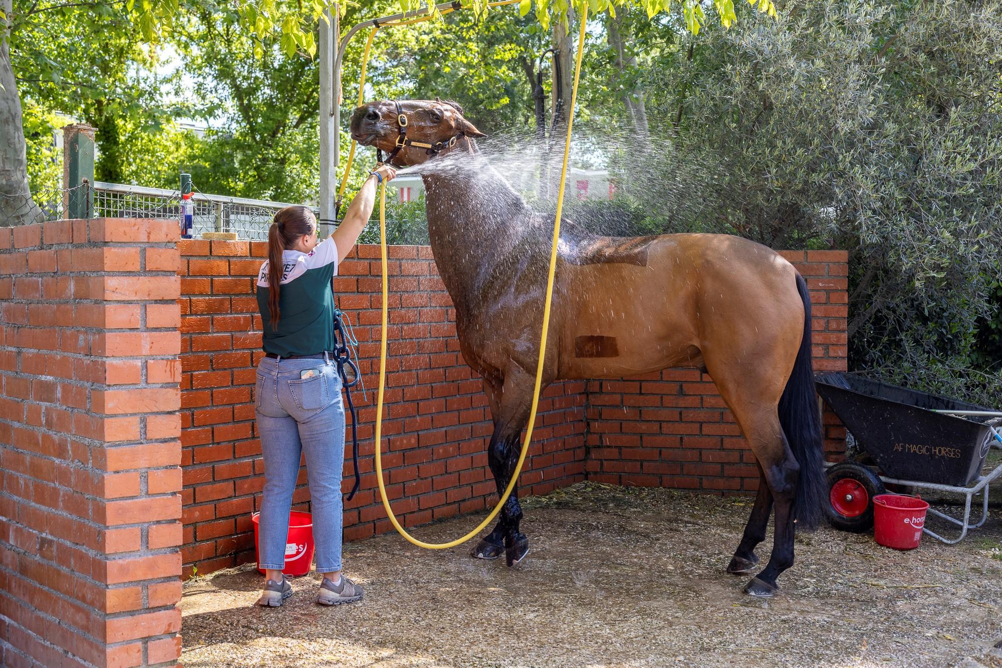 Los caballos disfrutan de los mejores cuidados.