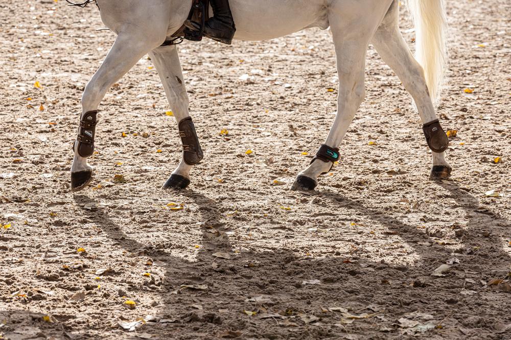 Hípica, en el Real Club de Campo Villa de Madrid. Foto: Miguel Ángel Ros / CCVM