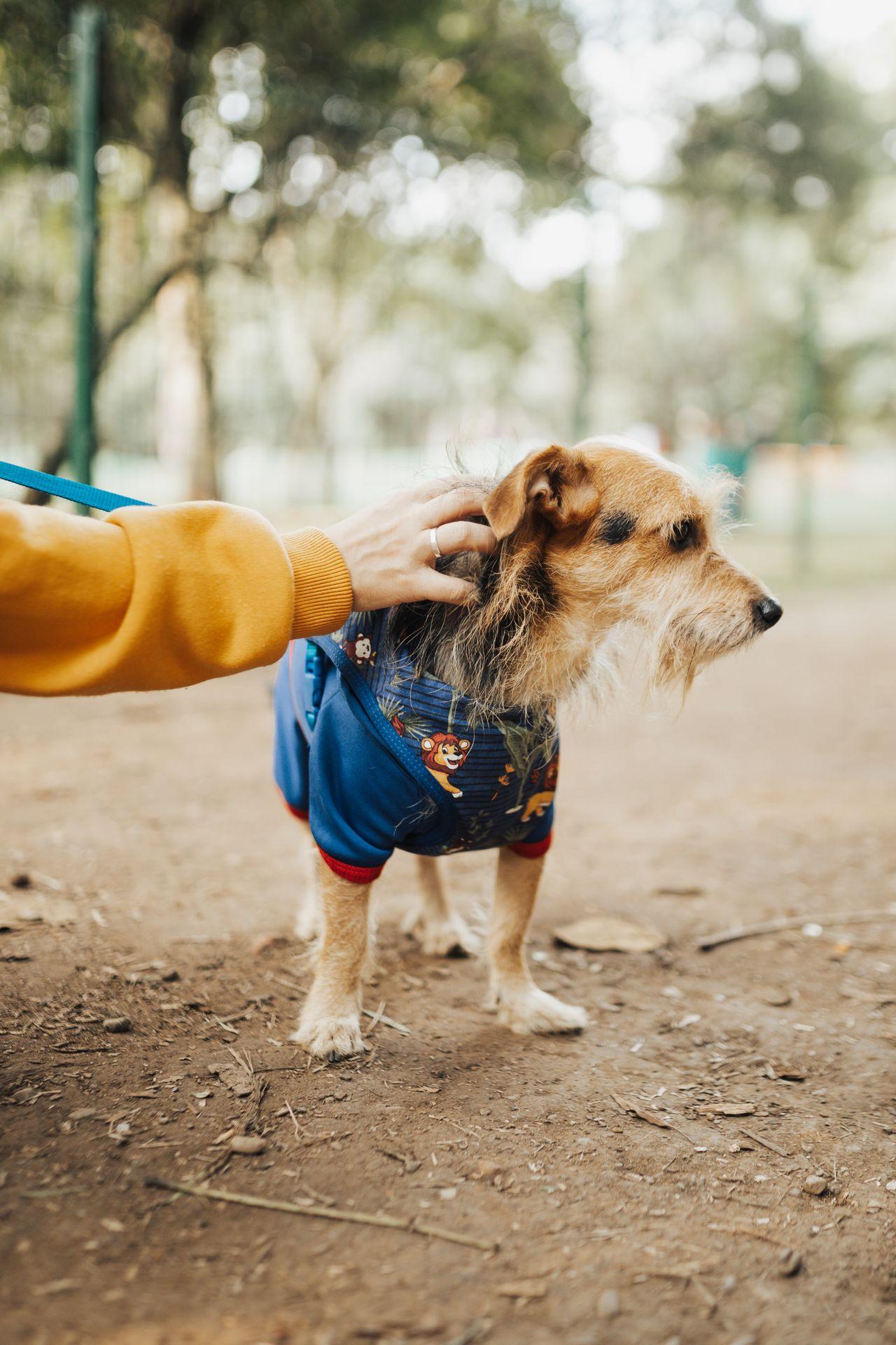 Una mano de una persona acaricia a un perro. Foto: Matheus Bertelli